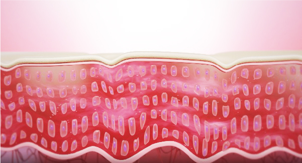 結合していた細胞が切り離され、隙間が空きます。