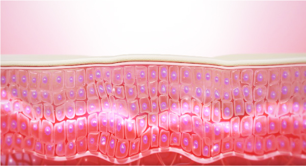 一定時間が経過すると細胞膜は復元されます。