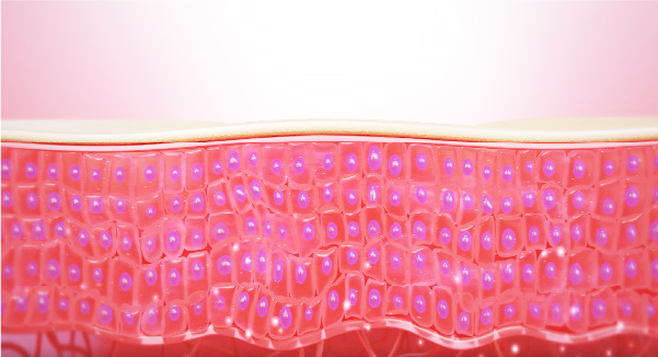 細胞内のイオンバランスが改善されることにより、肌本来の弾力性を回復します。また、コラーゲンやエラスチン生成を促進し、肌再生へと導きます。