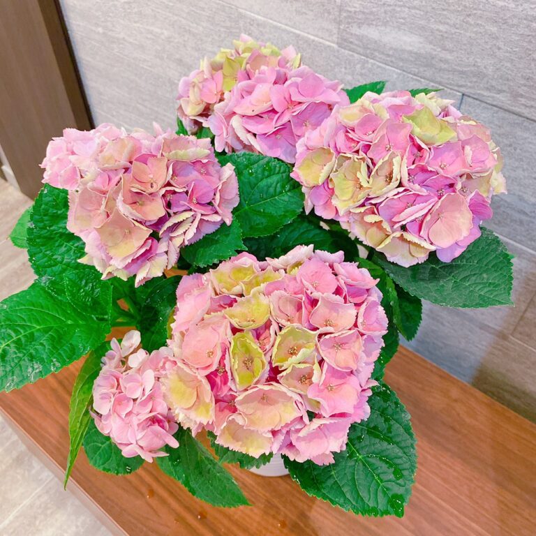 梅雨時期の過ごし方