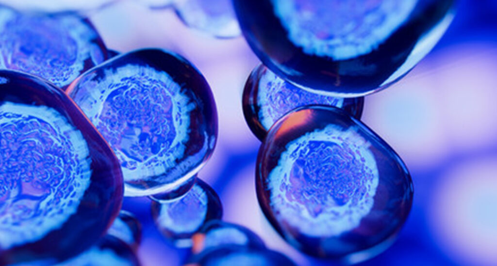 幹細胞について