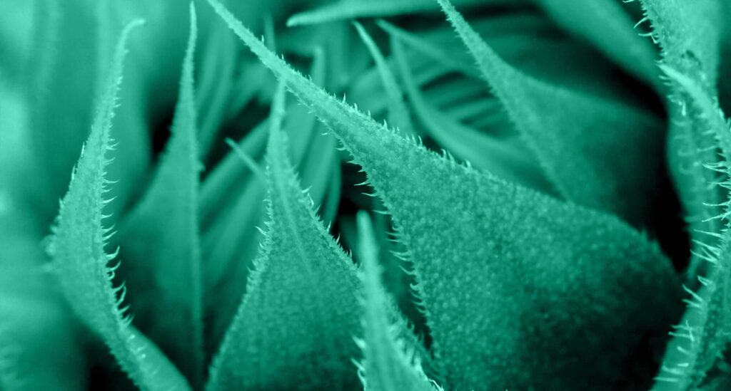 肌再生に不可欠な肌細胞、真皮線維芽細胞