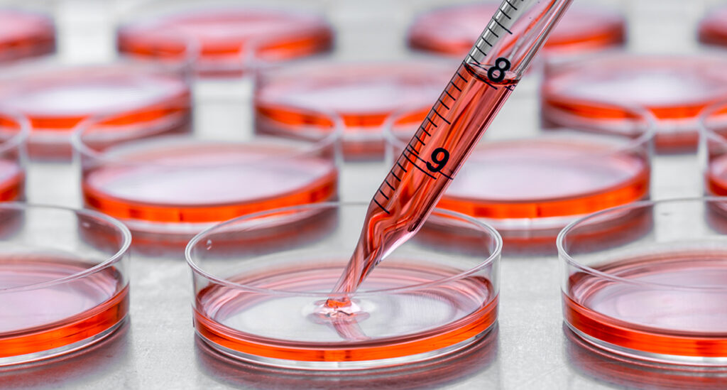 肌細胞の培養・増殖